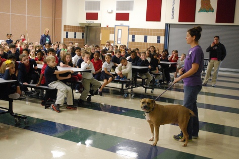 Sweetie earning her kibbles and schoolin' kids during a V4J presentation. Photo by the wonderful Lacey Phillips